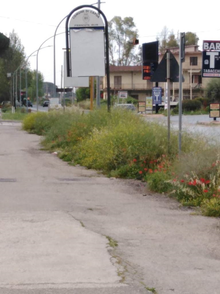 Capuaonline Com Capua Un Orto Botanico Spontaneo Erbacce Lungo La Strada Ai Danni Della