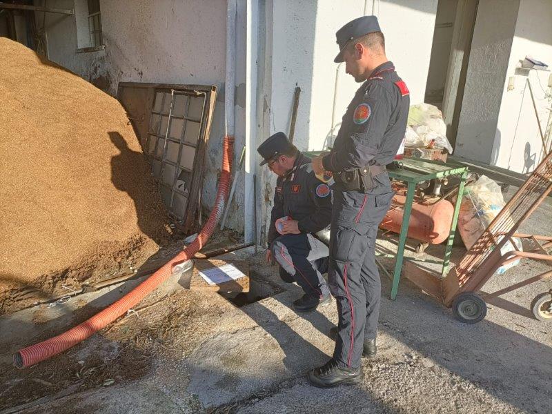 Capuaonline Sessa Aurunca I Carabinieri Forestali Scoprono Un